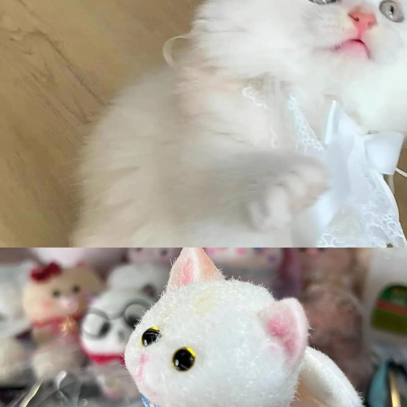Custom Cute Little Cat Squishy1
